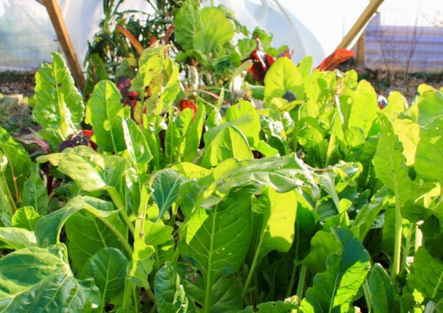 Growing-Healthy-Vegetables-In-Winter
