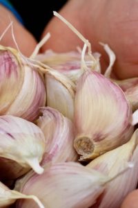 hands holding a bunch of garlic cloves
