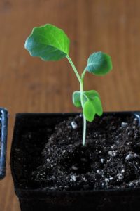 young broccoli plants to grow