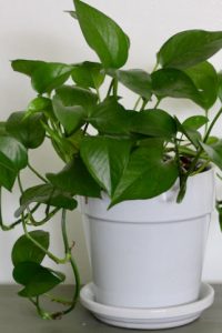pothos plant