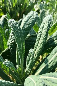kale growing in a vegetable garden